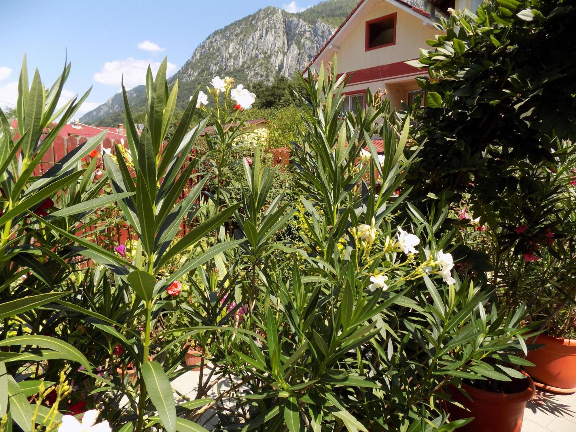 Pension Eden Băile Herculane Esterno foto