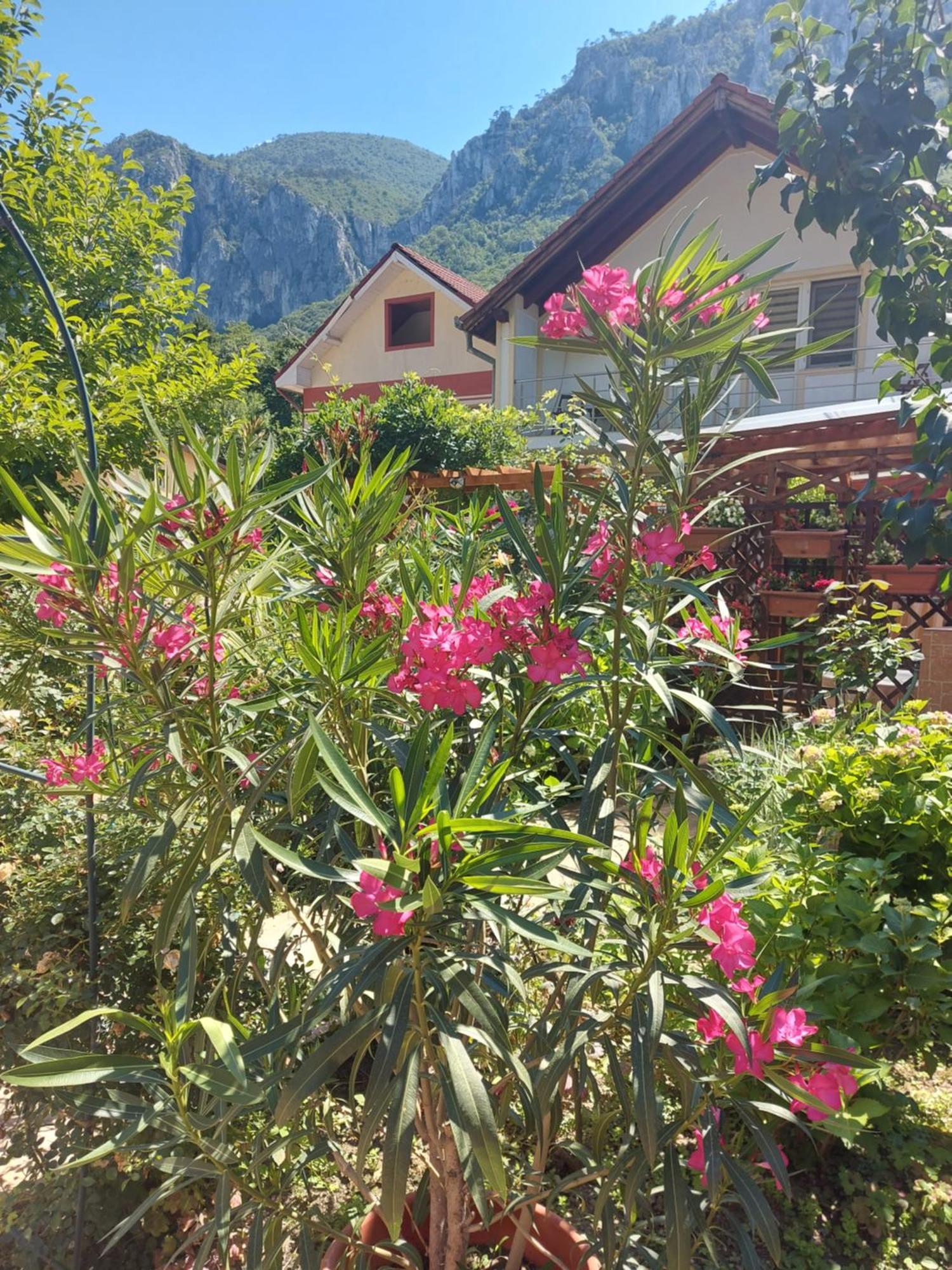 Pension Eden Băile Herculane Esterno foto
